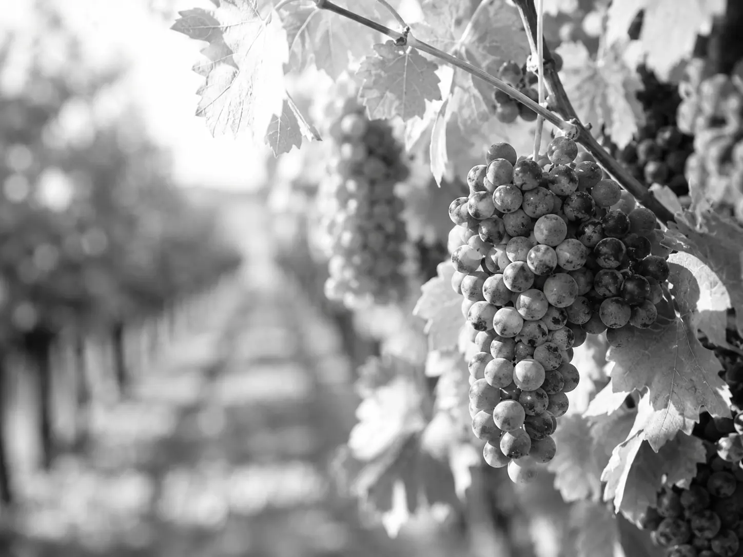 Gastronomy and wine immersion in Bordeaux with grapevines representing French terroir and wine culture